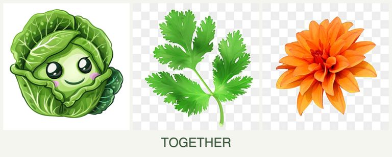 Can you plant cabbage, parsley and dahlias together?
