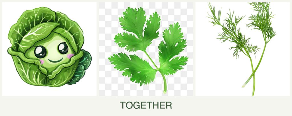 Can you plant cabbage, parsley and dill together?