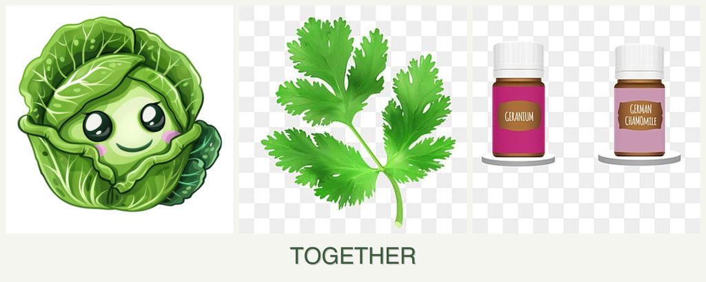 Can you plant cabbage, parsley and geraniums together?