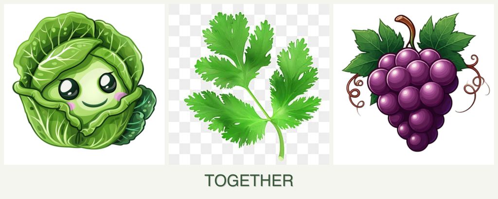 Can you plant cabbage, parsley and grapes together?