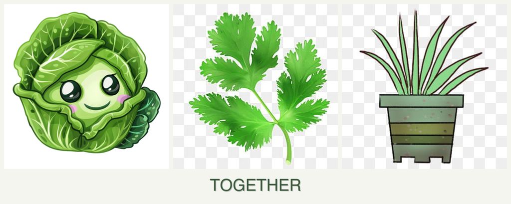 Can you plant cabbage, parsley and lemongrass together?
