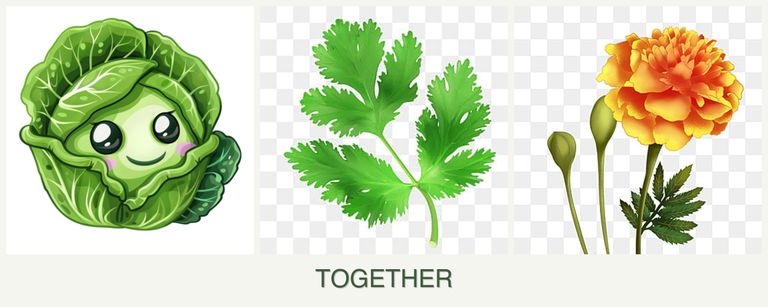 Can you plant cabbage, parsley and marigolds together?