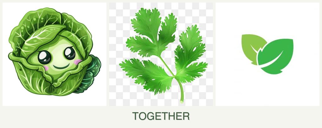 Can you plant cabbage, parsley and mint together?