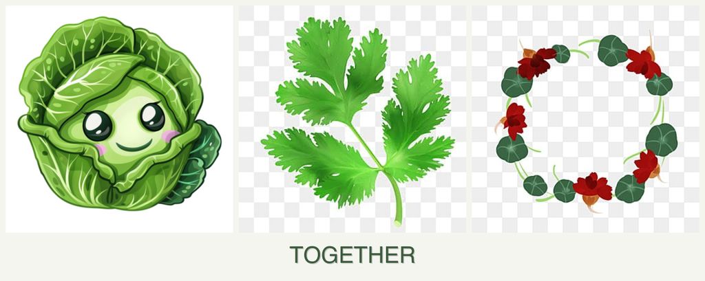 Can you plant cabbage, parsley and nasturtiums together?