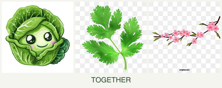 Can you plant cabbage, parsley and peaches together?
