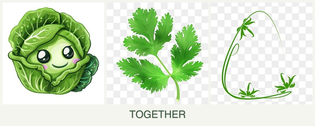 Can you plant cabbage, parsley and tarragon together?