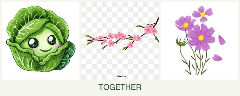 Can you plant cabbage, peaches and cosmos together?