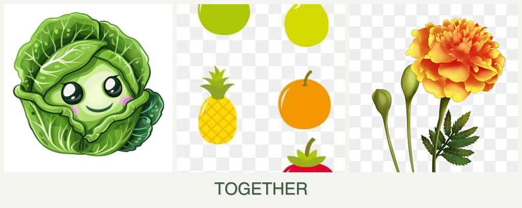 Can you plant cabbage, pears and marigolds together?
