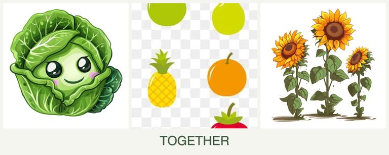 Can you plant cabbage, pears and sunflowers together?