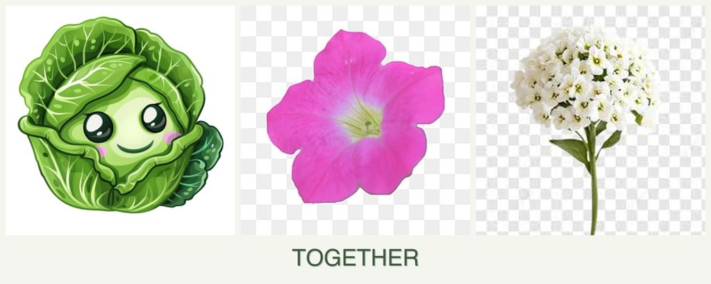 Can you plant cabbage, petunias and alyssum together?