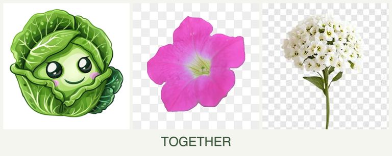 Can you plant cabbage, petunias and alyssum together?