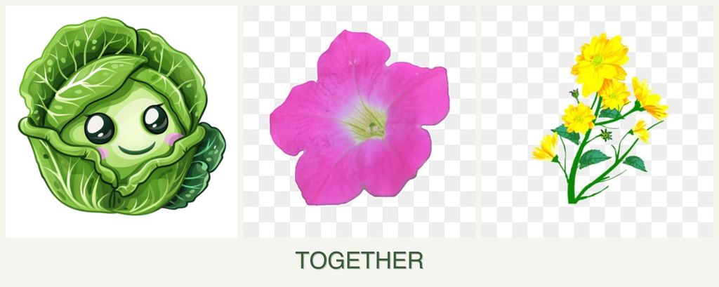 Can you plant cabbage, petunias and calendula together?