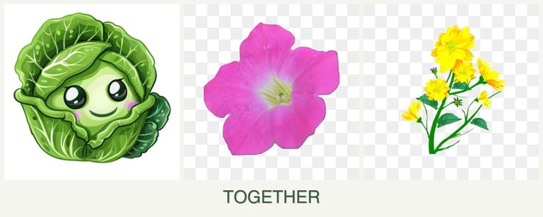 Can you plant cabbage, petunias and calendula together?