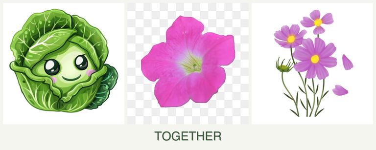 Can you plant cabbage, petunias and cosmos together?