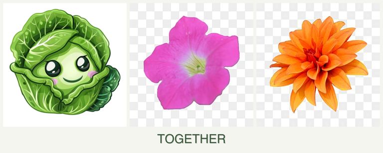 Can you plant cabbage, petunias and dahlias together?
