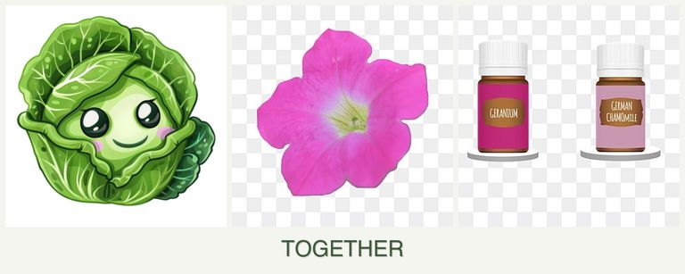 Can you plant cabbage, petunias and geraniums together?