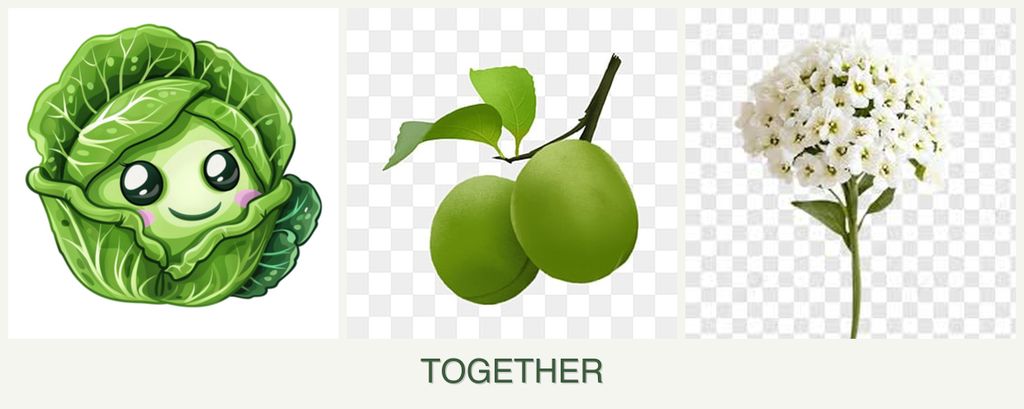 Can you plant cabbage, plums and alyssum together?