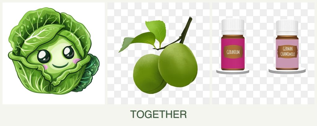 Can you plant cabbage, plums and geraniums together?