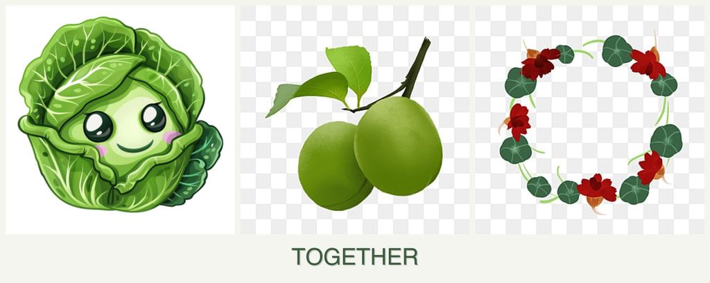 Can you plant cabbage, plums and nasturtiums together?