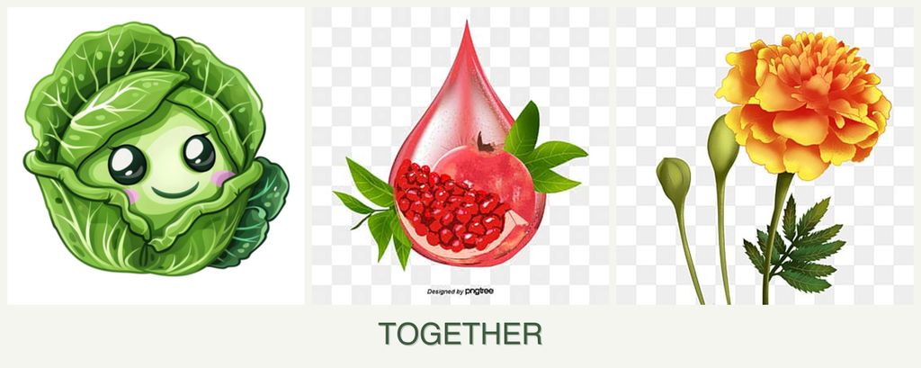 Can you plant cabbage, pomegranates and marigolds together?