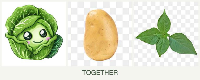 Can you plant cabbage, potatoes and basil together?