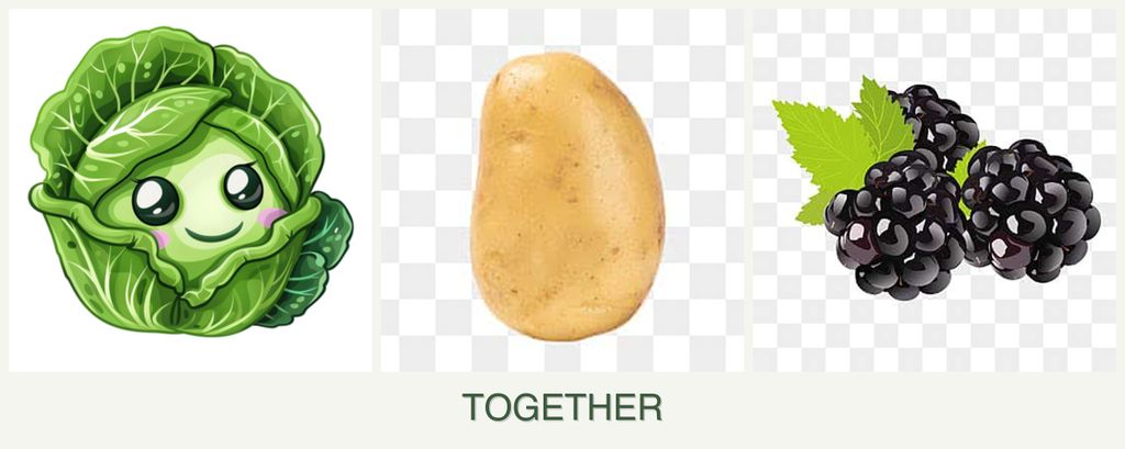 Can you plant cabbage, potatoes and blackberries together?