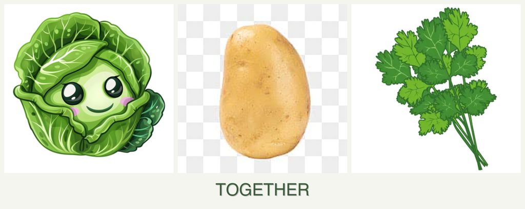 Can you plant cabbage, potatoes and cilantro together?