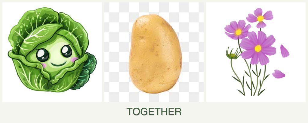 Can you plant cabbage, potatoes and cosmos together?