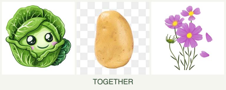 Can you plant cabbage, potatoes and cosmos together?