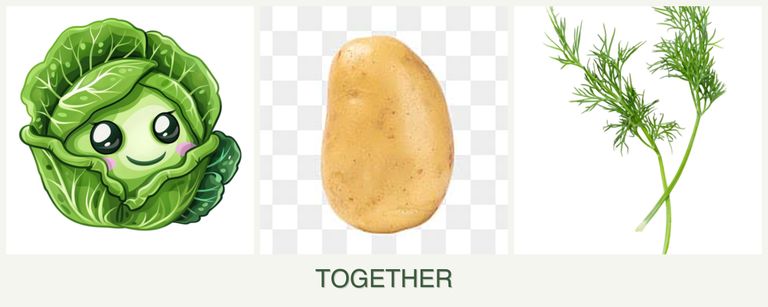 Can you plant cabbage, potatoes and dill together?