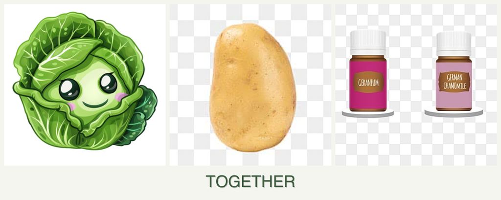 Can you plant cabbage, potatoes and geraniums together?