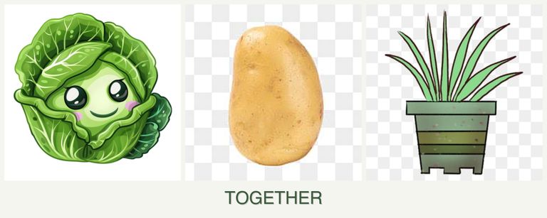 Can you plant cabbage, potatoes and lemongrass together?