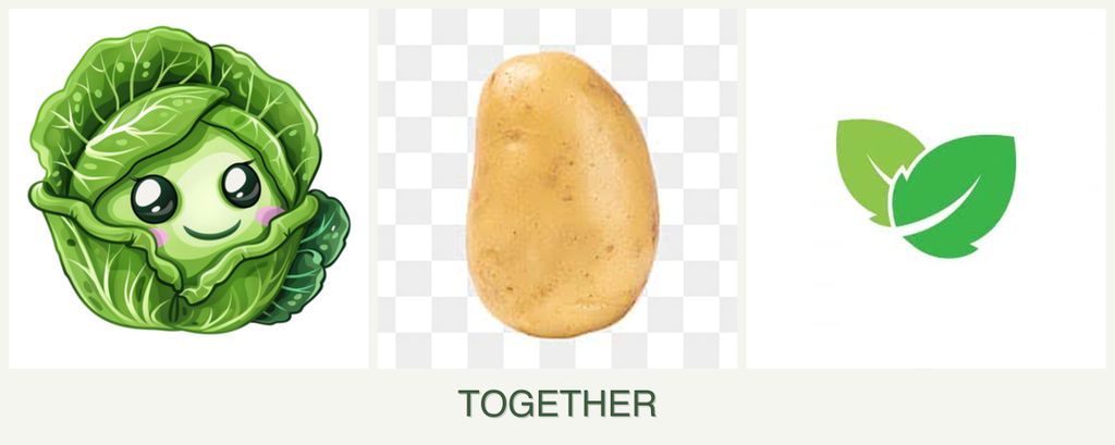 Can you plant cabbage, potatoes and mint together?