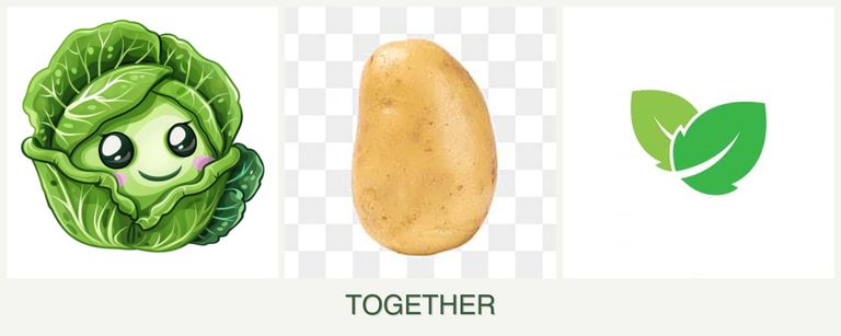 Can you plant cabbage, potatoes and mint together?