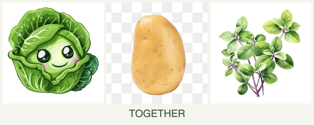 Can you plant cabbage, potatoes and oregano together?