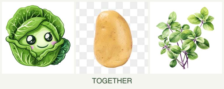 Can you plant cabbage, potatoes and oregano together?