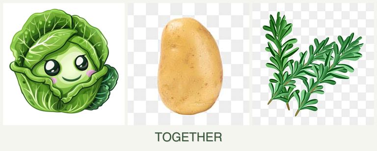 Can you plant cabbage, potatoes and rosemary together?
