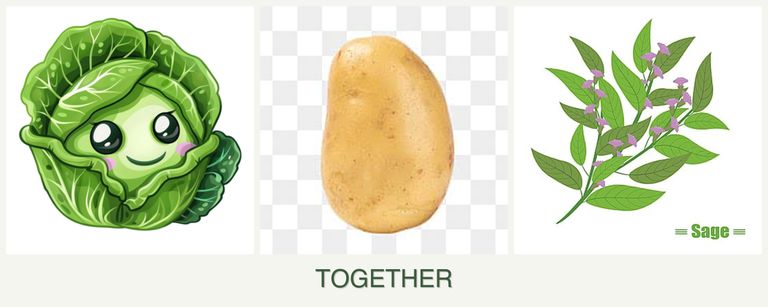 Can you plant cabbage, potatoes and sage together?