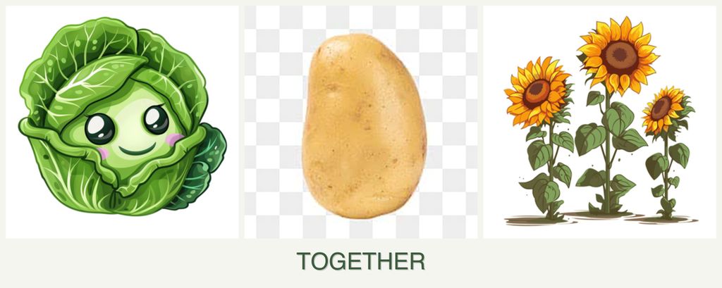 Can you plant cabbage, potatoes and sunflowers together?