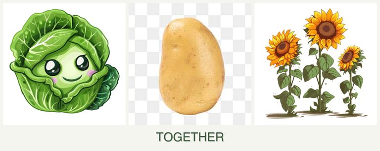 Can you plant cabbage, potatoes and sunflowers together?
