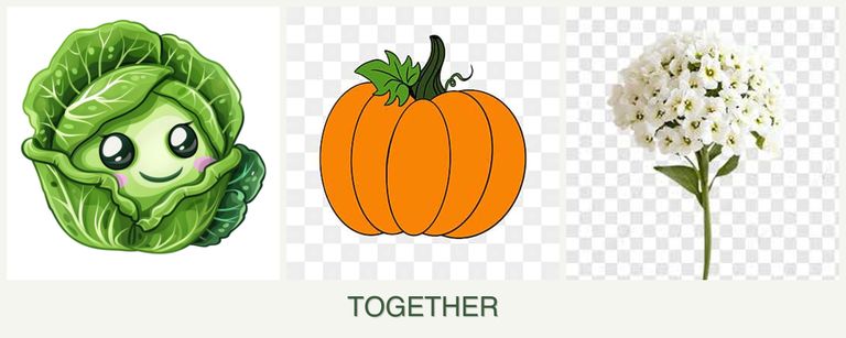 Can you plant cabbage, pumpkin and alyssum together?