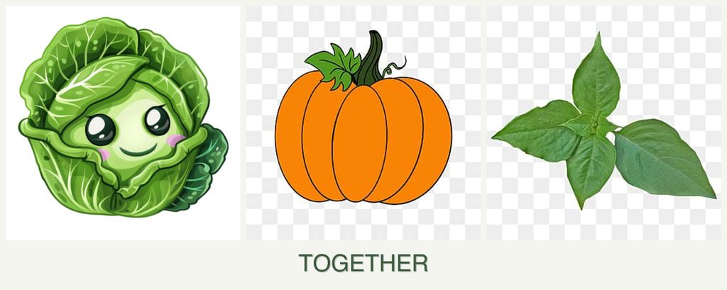 Can you plant cabbage, pumpkin and basil together?
