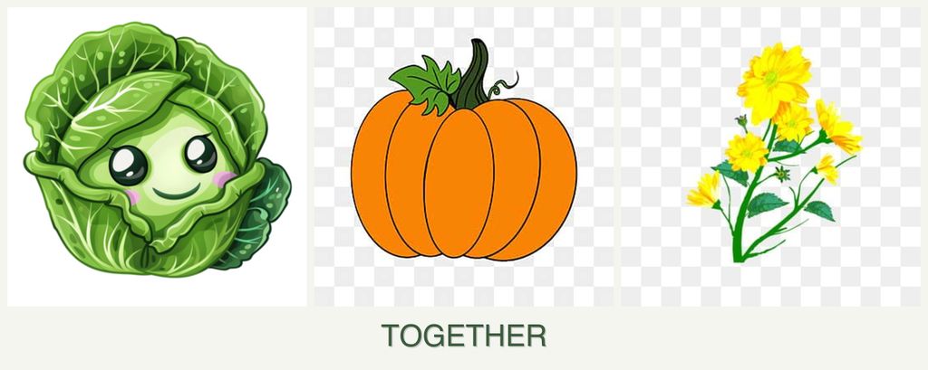 Can you plant cabbage, pumpkin and calendula together?