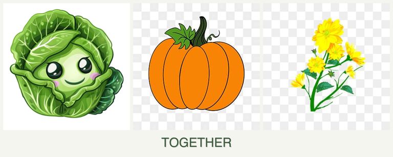 Can you plant cabbage, pumpkin and calendula together?
