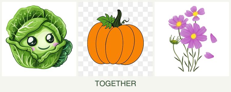 Can you plant cabbage, pumpkin and cosmos together?
