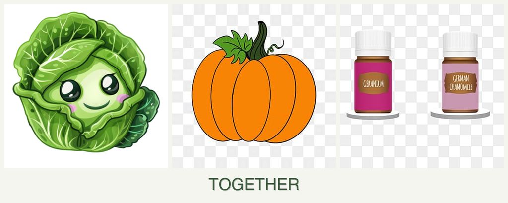 Can you plant cabbage, pumpkin and geraniums together?