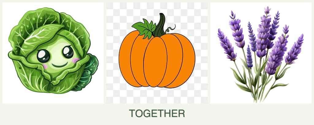 Can you plant cabbage, pumpkin and lavender together?
