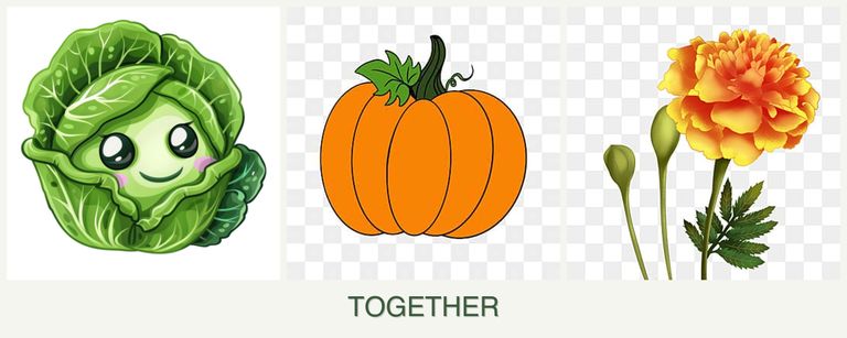 Can you plant cabbage, pumpkin and marigolds together?