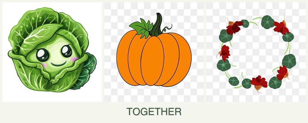 Can you plant cabbage, pumpkin and nasturtiums together?