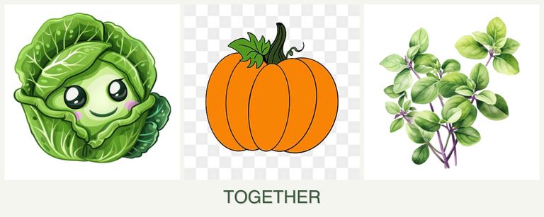 Can you plant cabbage, pumpkin and oregano together?